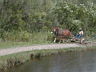 MULE TEAM